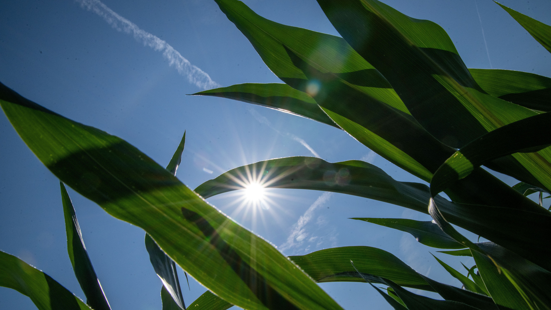 Study looks at if US farmland is better used for corn ethanol or solar power