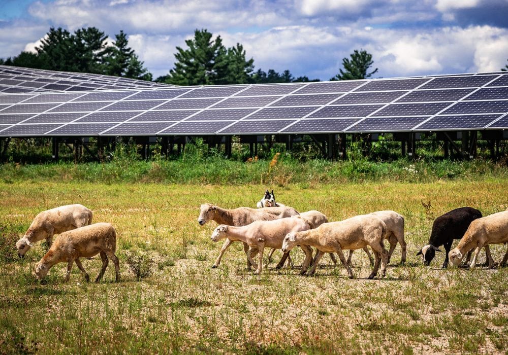 Farmers and solar panels are finally uniting