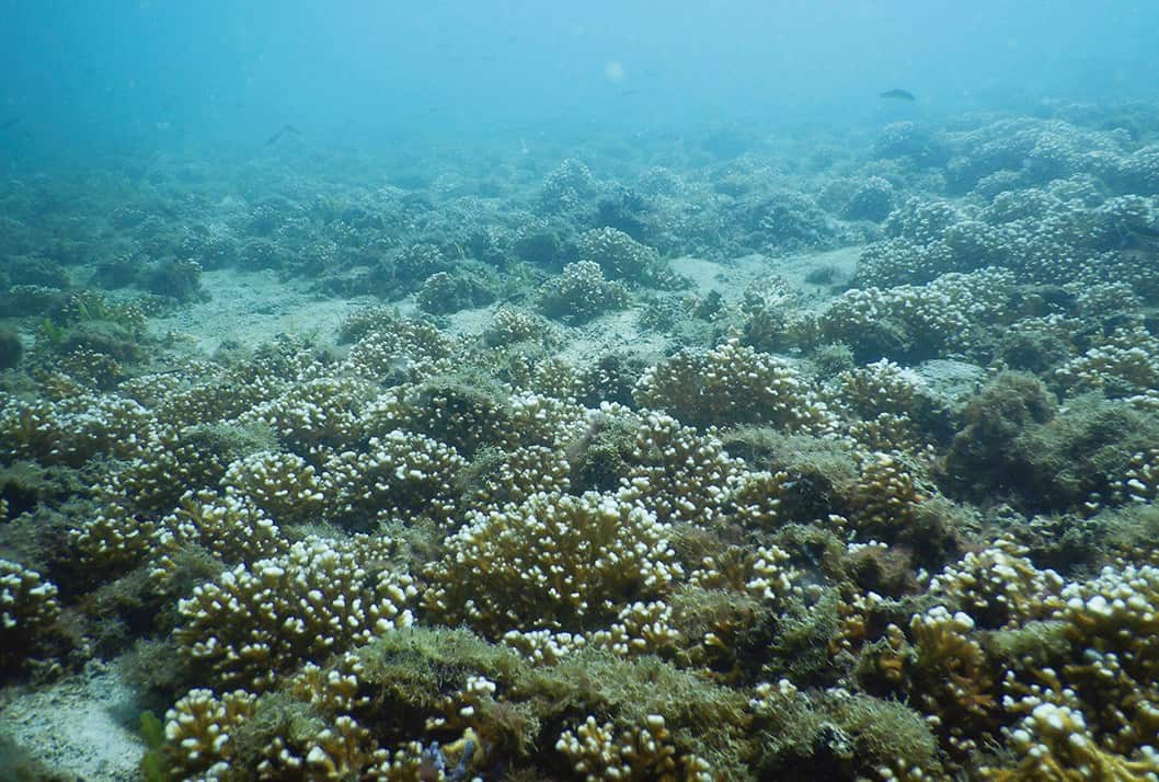 Climate Change News 4 Costa Rica’s Jícaro Reef Dies: Climate Change and Tourism Take Their Toll
