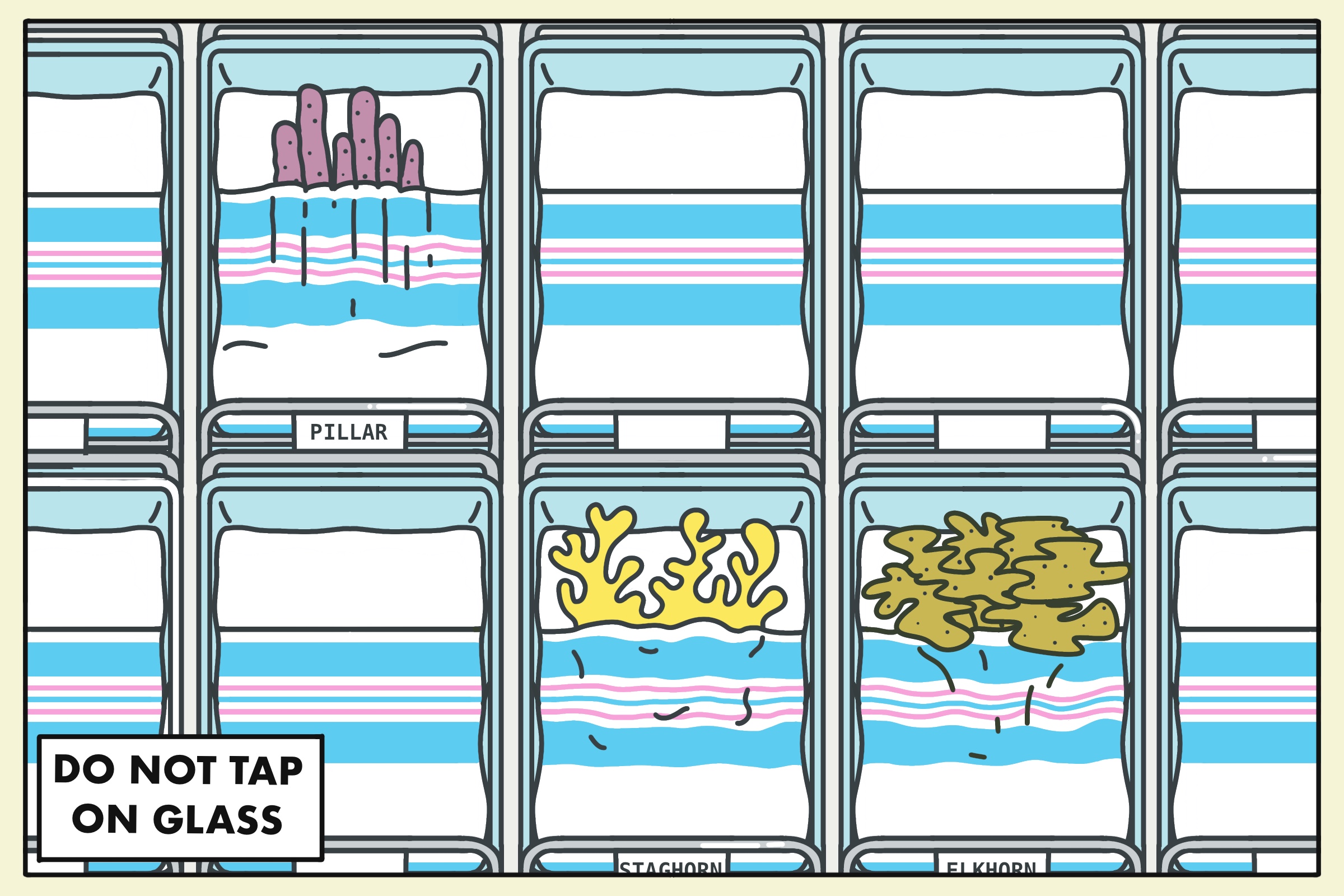 Florida’s iconic corals aren’t having babies anymore. Scientists are alarmed.