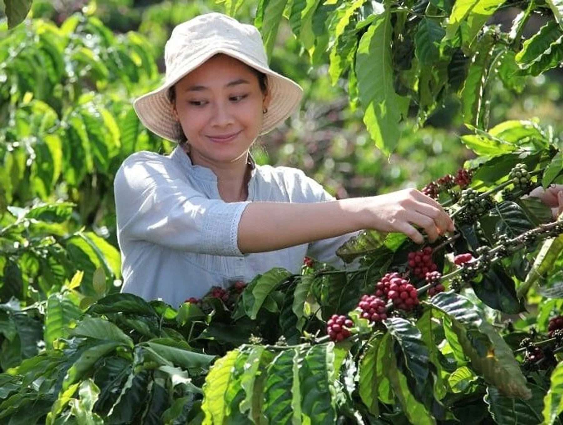 How is Nestlé’s Supply Chain Affected by Climate Change?