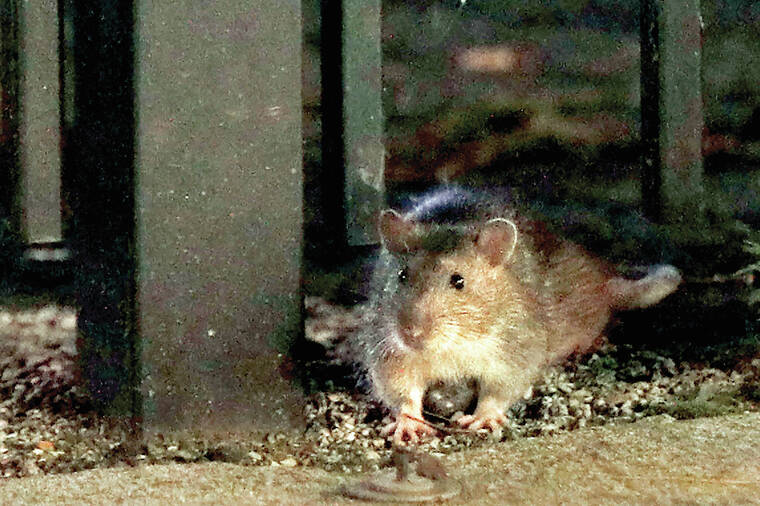 Another unwelcome consequence of climate change: an explosion of urban rats