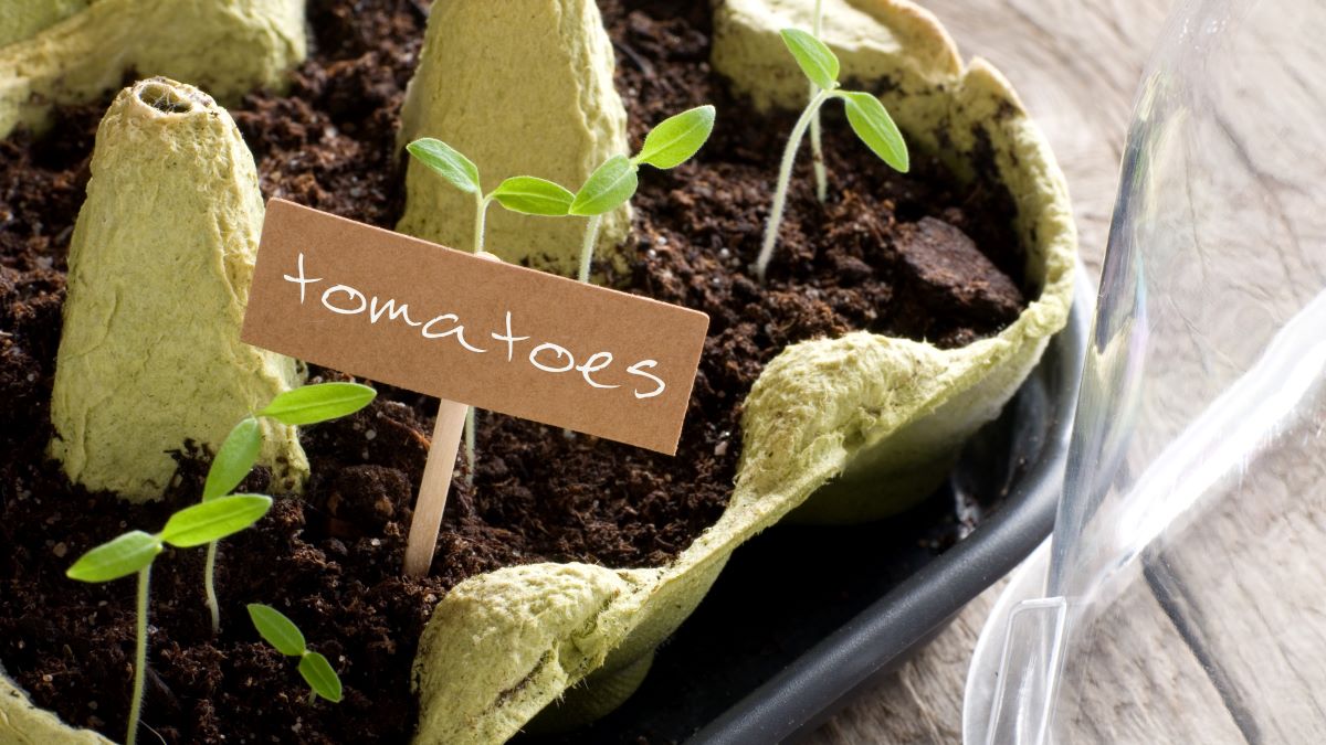 Eco Friendly News 2 14 Smart Ways to Repurpose Food Packaging