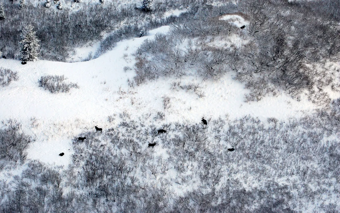 Climate Change News 4 Wildlife Management Gets Trickier as Climate Change Reconfigures Snowfall